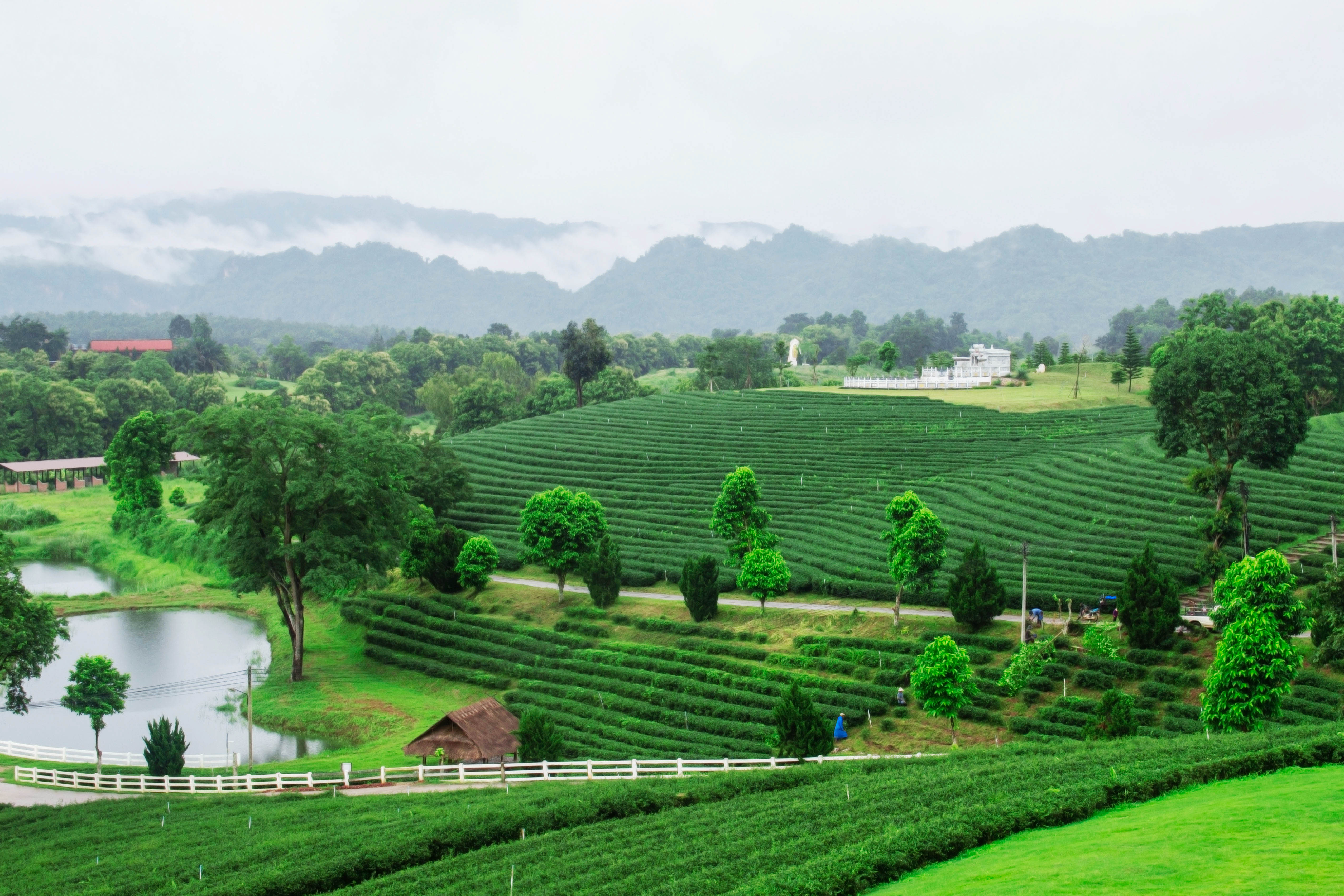 Nature and beauty on the tea farm.